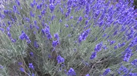 Bees on lavender flowerbed in Holland Park in London
