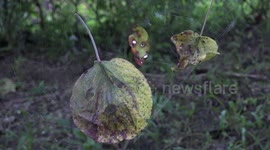 Spooky looking leaves in a spiderweb in the forest.