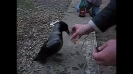 Crow enjoys a stiff drink in Ukraine