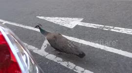 Peacock without tail runs around cars parked in Holland Park