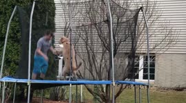 Iowa boy and his dog love jumping on the trampoline together