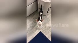 Teddy the cat likes to pretend he’s a car by honking