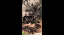 Cheeky dog runs off with owner's wallet