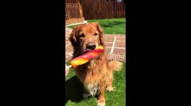 A Scottish dog’s summer love