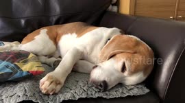 Adorable beagle can't stop barking in his sleep