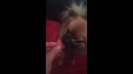 Puppy eating watermelon