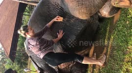 Elephant enjoys a bath