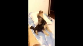 Puppy singing