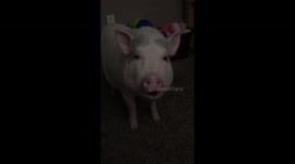 Mini Pig eating a peppermint