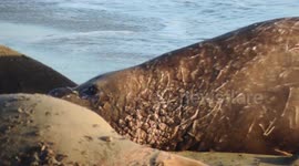 Elephant seal argument