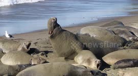 Elephant seal warning