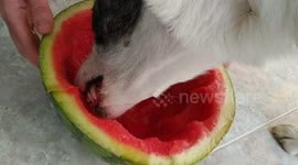 Bordier Collie eats half watermelon in less than two minutes