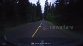 Vehicle collides with deer on forest road.