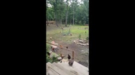 Chicken frenzy