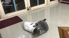 Poor cat