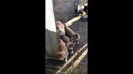 Dingo Family