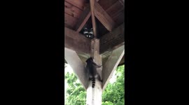 Mama raccoon to the rescue