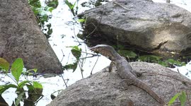 Monitor lizard on a rock.