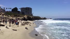 Seals force people to move