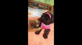 little puppy wanna to play