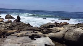 Seal pups