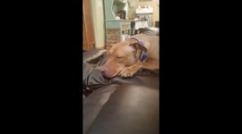 Sleepy dog after being medicated for allergic reaction