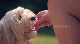 Dog stays cool with an ice cube
