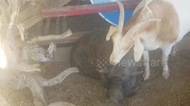 Goat Eats Lunch Off of Pigs Face