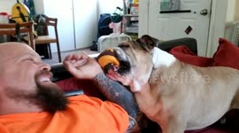 Persistent bulldog really wants owner to play with him