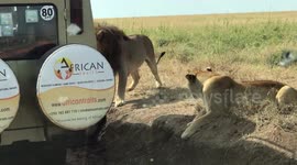 Lions in the Serengeti dangerously close to our cars