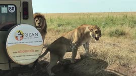 Lions bump car and roar at passengers in the Serengeti National Park, Tanzania.