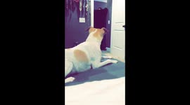 What the Fluff Challenge Fail: Dog’s mind blown or too cool to care?