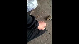 Squirrel grabs nut and runs