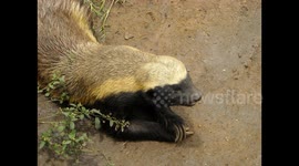 Spotting a Honey badger for any Safari guide is a very special moment.