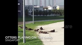 Otter Family Frolicking in the Sun in Sunny Singapore