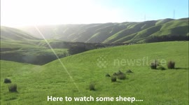 Sheep and more Sheep at A New Zealand Farm