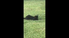 Cat in Italy plays with a mouse - mouse teases Cat