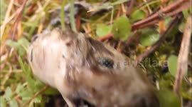 Weird creature discovered in our backyard