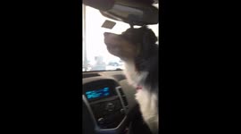 Dog mistakes pup printed on vehicle door for a new canine friend