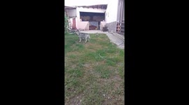 Puppy running in slow motion