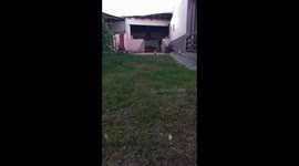 Puppy running in slow motion pt2