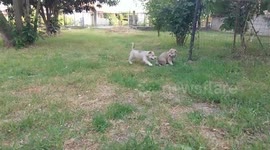 Mixed husky Puppies running in slow motion cute