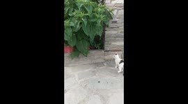 kitten jump into abyss (no slow motion)