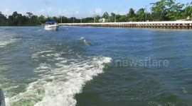 Dolphins Play in the Wake of our Boat in Belize!