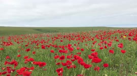 Poppy fields blowing in the wind at Crantock, Cornwall