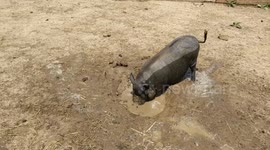 Miniature Pig Wallowing in the Mud