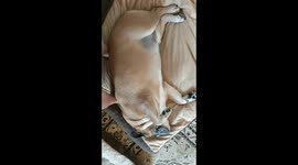 Waking up Studley the Englinsh Bulldog