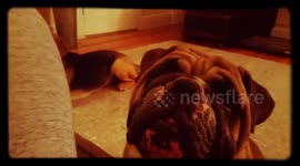 English Bulldog wants Attention...NOW!