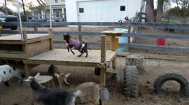 Baby goat jumping and playing