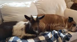 Baby goat hangs out with English Bulldog on the couch
